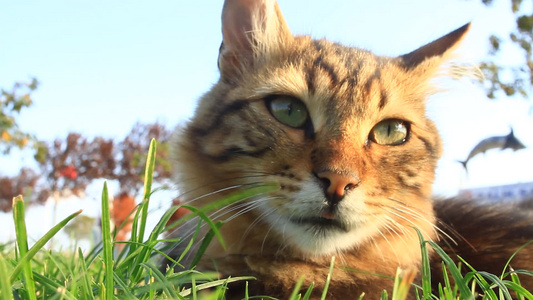 一只可爱的小猫躺在草地上抓在空中爬进世界视频