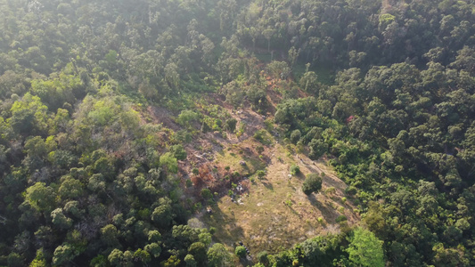 Malaysia山丘种植园重新种植视频