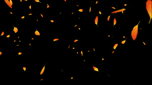 4K 枫叶粒子落叶飘落元素10秒视频