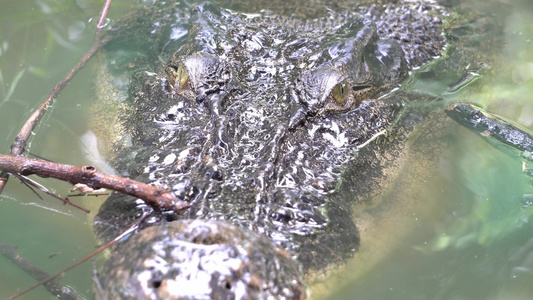 河口鳄鱼藏在池塘里视频
