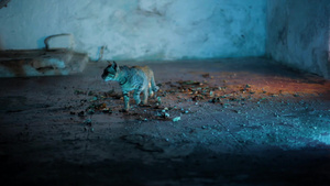 电影好莱坞风格的家猫在粗糙的地板上行走14秒视频