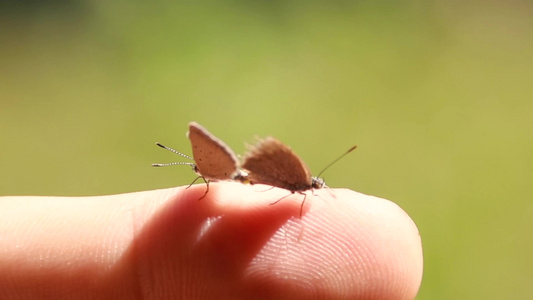 两只蝴蝶交配并粘在一只手指上视频