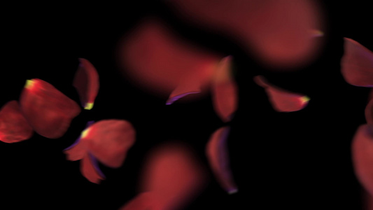 黑色背景表面粉红色花朵的飞花瓣动画A视频