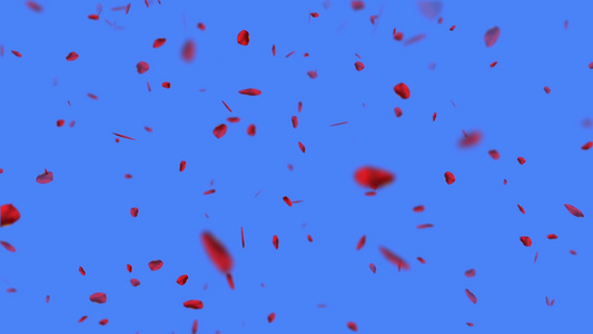 蓝色背景上的红玫瑰花瓣在滚动中的图形视频