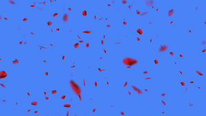 蓝色背景上的红玫瑰花瓣在滚动中的图形7秒视频