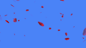 蓝色背景的红玫瑰花瓣8秒视频