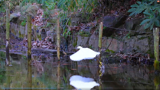 4K 湖水边白鹭鸟类栖息地视频