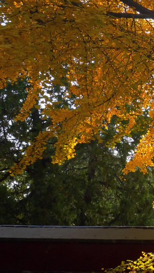 秋天阳光枫叶秋意浓浓自然美21秒视频