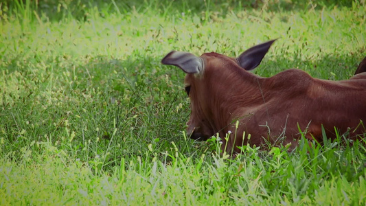 在草地里放松的牛牛视频