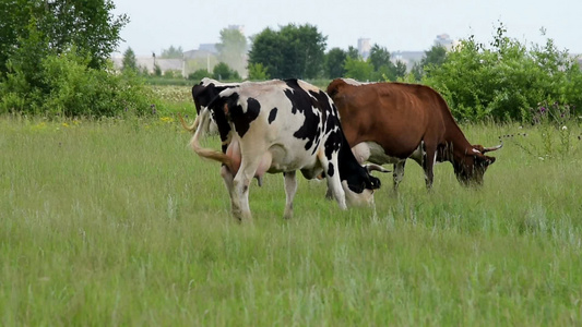 牧草上放牧的牛视频