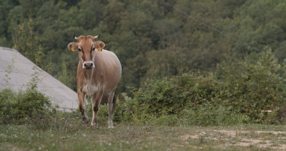 坐在草地里的母牛看着摄像机视频