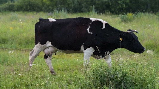 绿草牧场上的奶牛视频