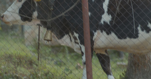 生锈金属栅栏后面的母牛12秒视频