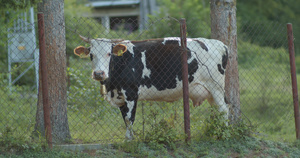 生锈金属栅栏后面的母牛15秒视频