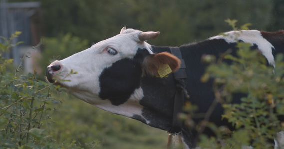 家母牛吃灌木树叶视频