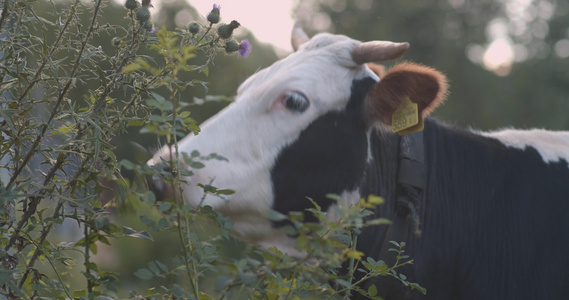 家母牛吃灌木树叶视频
