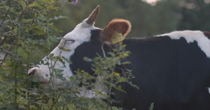 家母牛吃灌木树叶29秒视频