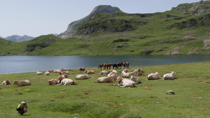 山湖附近的牛和马群数量27秒视频