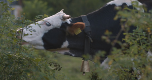 家母牛吃灌木树叶7秒视频