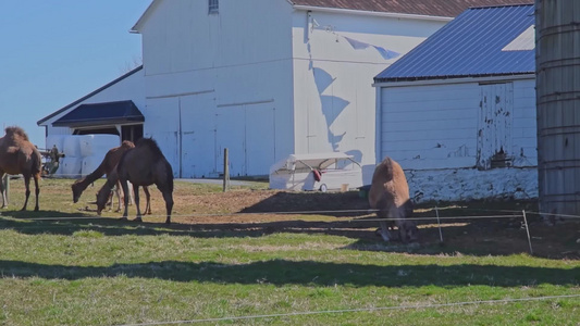 一群骆驼在宾夕法尼亚州的阿米什农场吃草而一只骆驼躺视频