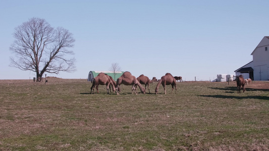 一群骆驼在芬西瓦尼亚的阿米什农场上放牧在阳光明媚的视频