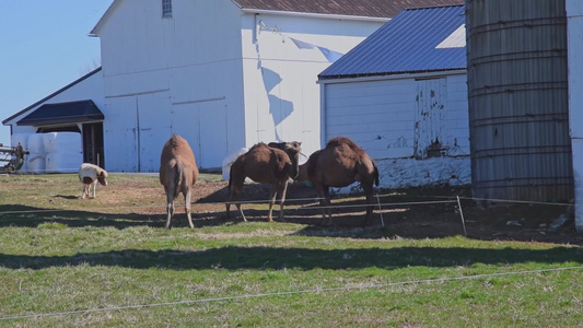 一群骆驼放牧在芬西瓦尼亚一个有小马的阿米什农场上视频
