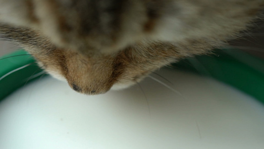 姜猫喝牛奶关闭慢动作120英尺视频