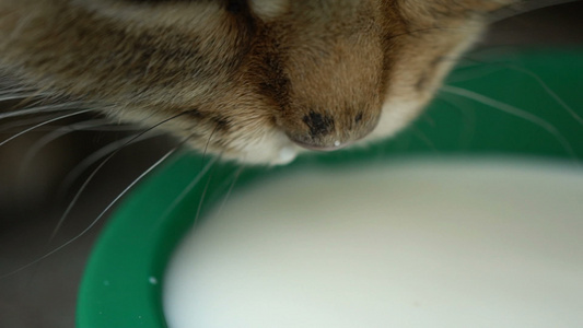 姜猫喝牛奶关闭慢动作120英尺视频