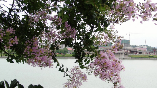 春天花朵盛开紫薇花视频