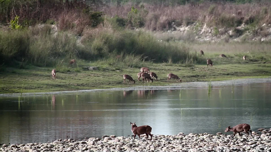 在巴迪亚国家公园Nepal的猪鹿和鱼海王视频