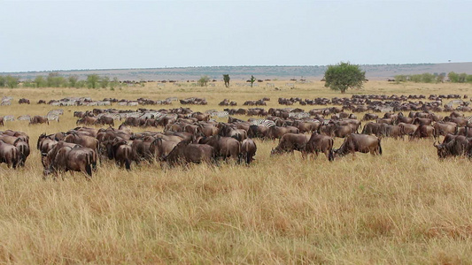牛羚和斑马放牧马赛马拉视频