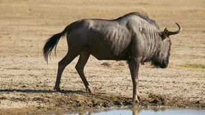 在泥土卡拉哈里沙漠中玩弄的牛羚野生动物22秒视频