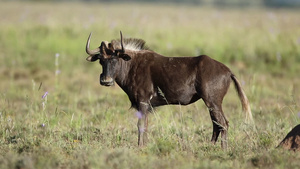 草原上最黑的牛21秒视频