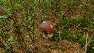 在秋天的森林里采蘑菇牛肝菌生长在早晨潮湿的森林草丛75秒视频