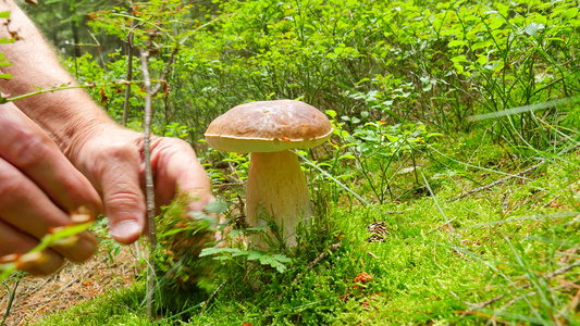 在秋天的森林里采蘑菇牛肝菌生长在早晨潮湿的森林草丛视频