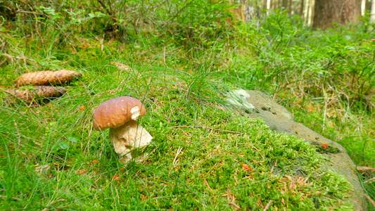 在森林草丛中采摘白蘑菇近距离开阔视野手在森林里切开视频
