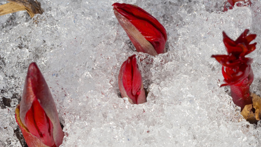 积雪融雪的延时拍摄视频