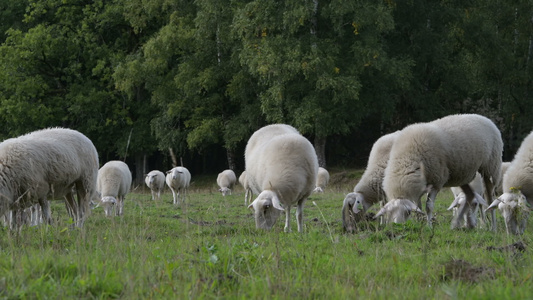 在农田放牧的牧羊群视频