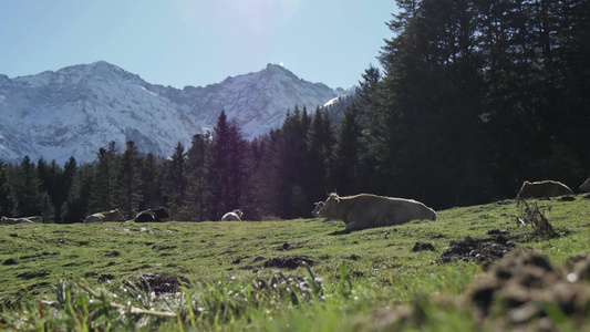 在高山的草原上休息的牛群视频