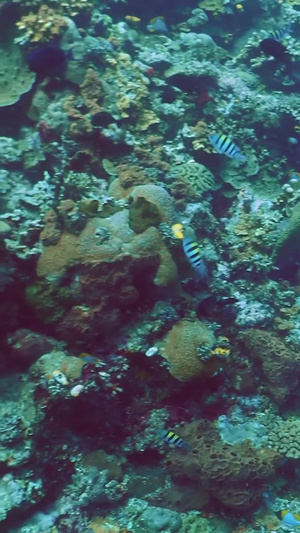 海底世界实拍美娜多12秒视频