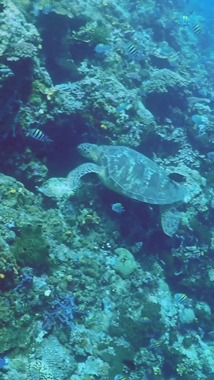 海底世界实拍珊瑚礁12秒视频