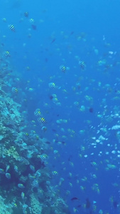 海底世界实拍美娜多视频