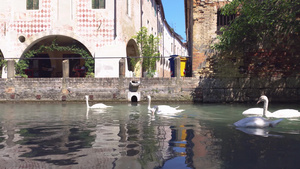 在意大利的河流里的白天鹅11秒视频