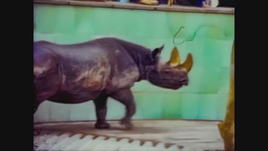 1965年联合王国动物园犀牛19秒视频