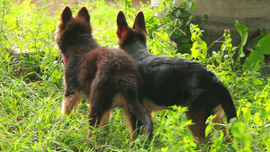 牧羊犬8秒视频