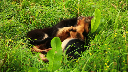 牧羊犬视频