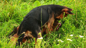 两只牧羊犬在草地玩耍12秒视频