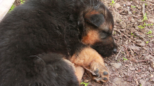 小牧羊犬在睡觉视频