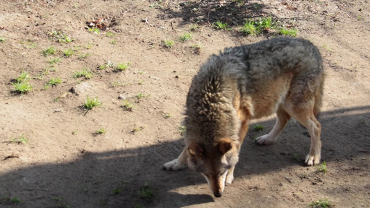在森林里对一只成年母狼的特写视频
