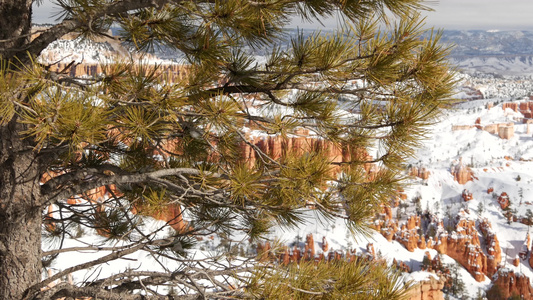 冬天的布莱斯峡谷美国犹他州的雪圆形剧场中的不祥之物视频